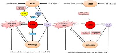 Mechanisms of TLR4-Mediated Autophagy and Nitroxidative Stress